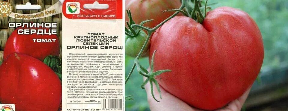 Помидор орлиное сердце отзывы фото 5 сортов мясистых томатов с нежной кожицей: отлично подходят для салатов, соков,