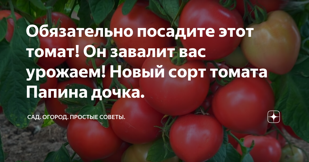 Помидор папина дочка описание фото отзывы Обязательно посадите этот томат! Он завалит вас урожаем! Новый сорт томата Папин