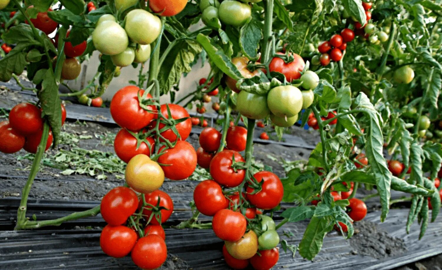 Помидор пень описание отзывы фото Томат Пень F1: отзывы, характеристика и описание сорта с фото