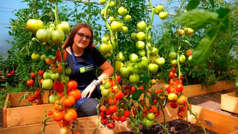 Помидор пень описание отзывы фото Томат Пень F1, 5 шт., купить в интернет магазине Seedspost.ru