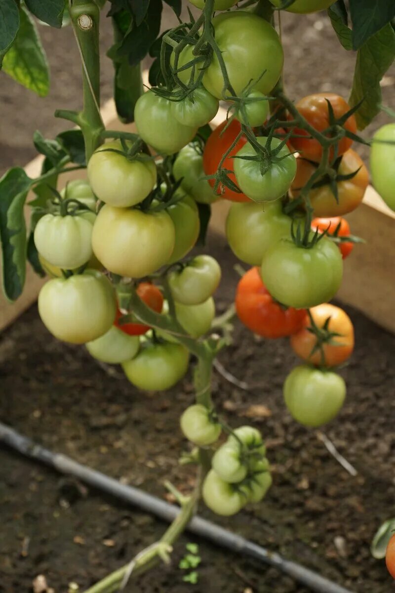 Помидор пень описание отзывы фото КАК ФОРМИРОВАТЬ ТОМАТЫ В ОДИН СТЕБЕЛЬ И ПОЛУЧИТЬ РАННИЙ УРОЖАЙ?! Рассказываем о 