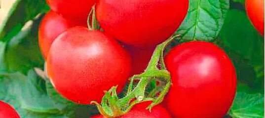 Помидор пень описание отзывы фото Томат Пень F1, 5 шт., купить в интернет магазине Seedspost.ru