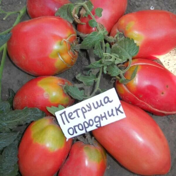 Помидор петруша огородник фото описание 7 лучших сортов томатов для открытого грунта согласно отзывам подписчиков в Дзен