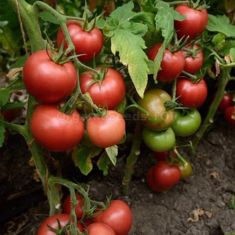 Помидор победа описание сорта фото Reviews "Victory" - Organic Tomato Seeds - ❀ Shipping is free for orders over € 