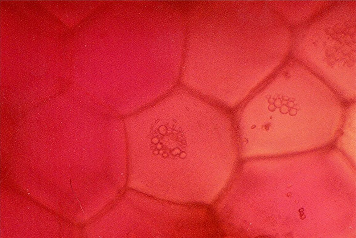 Помидор под микроскопом фото Ткани плода
