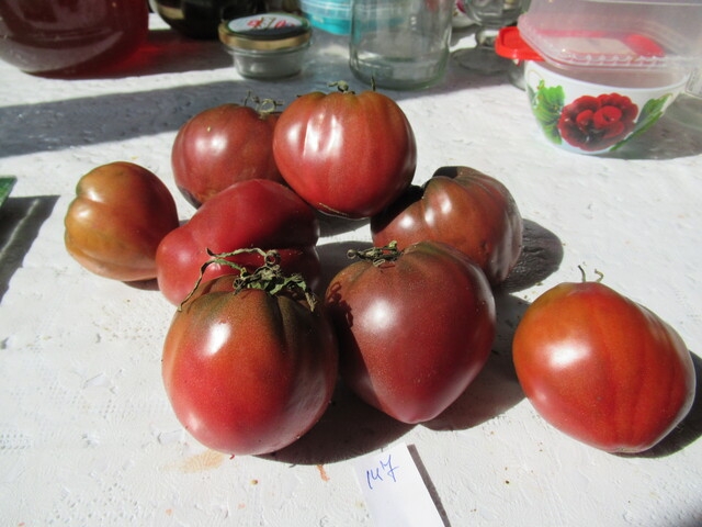 Помидор пурпурное сердце фото Семена томата Гном Пурпурное сердце (DWARF PURPLE HEART)