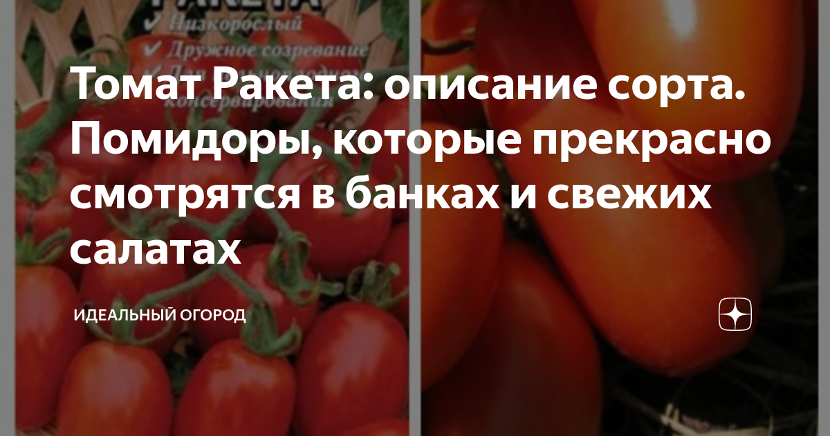 Помидор ракета описание фото отзывы Томат Ракета: описание сорта. Помидоры, которые прекрасно смотрятся в банках и с