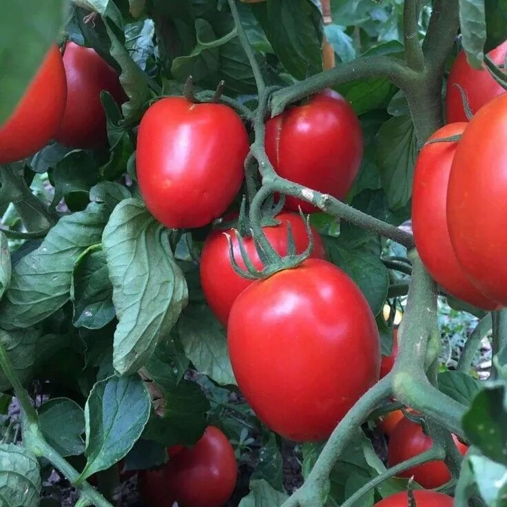 Помидор рио фото Tomato 'Rio Grande' - (Solanum lycopersicum) in 2022 Rio grande, Rio, Tomato