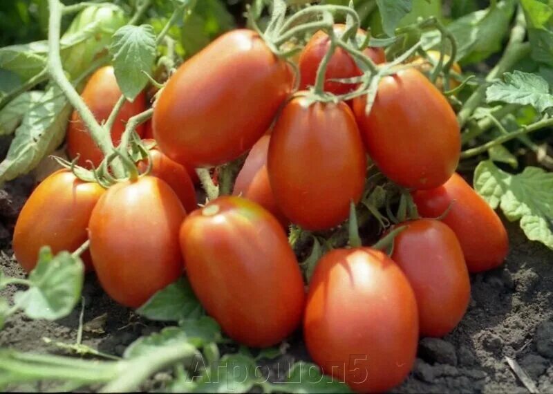 ✅ Tomato Rio Fuego: characteristics and description of the variety with a photo