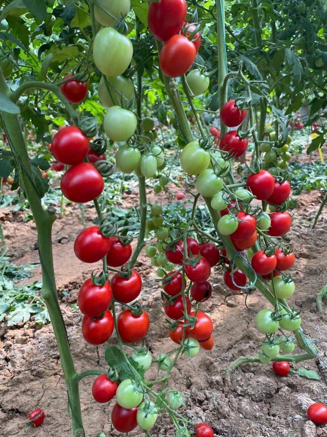 Помидор рио фото Delicious Juicy Red Tomato Seeds - China Melon and Zucchini