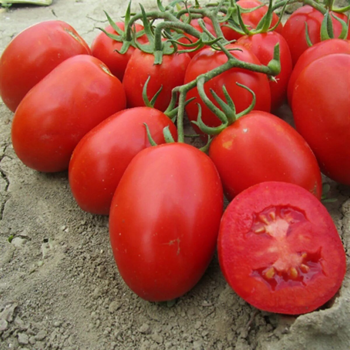 Помидор рио гранде фото Рассада томат Рио гранде Агродекор AGRO117 - купить в Компания АгроДекор, цена н