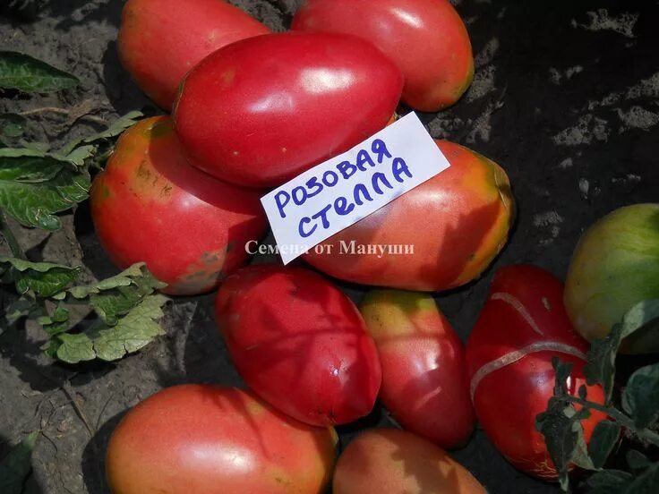 Помидор розовая стелла фото томат Розовая стелла Vegetables, Fruit, Tomato