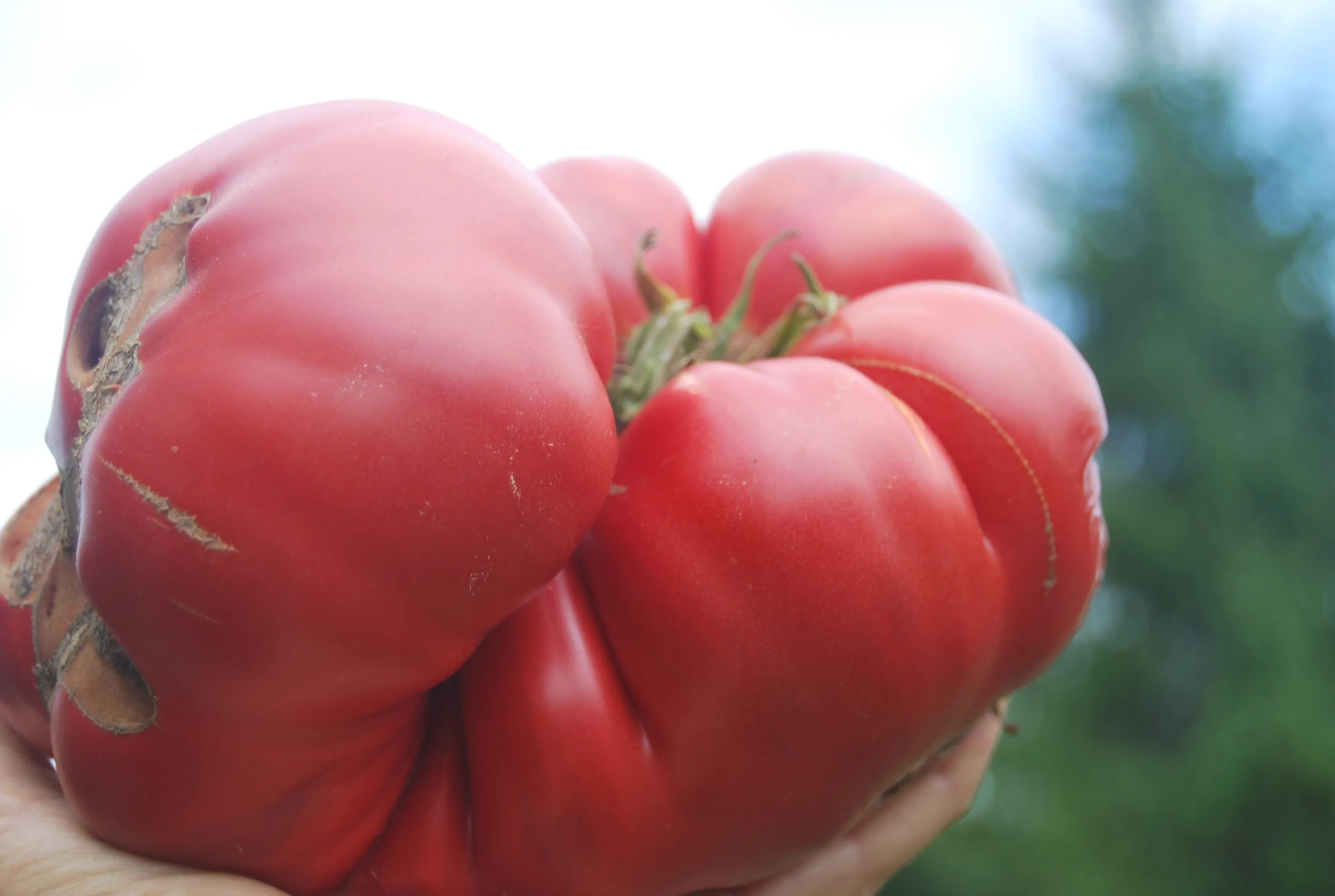 Помидор розовый гигант фото Томат Супер Марманде (Super Marmande) - отличный вкус