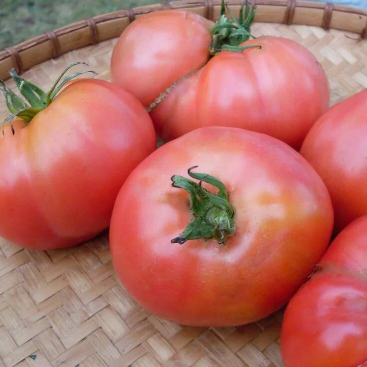 Помидор розовый слон фото Tomato, Katja (Organic) - Adaptive Seeds Growing organic tomatoes, Organic tomat