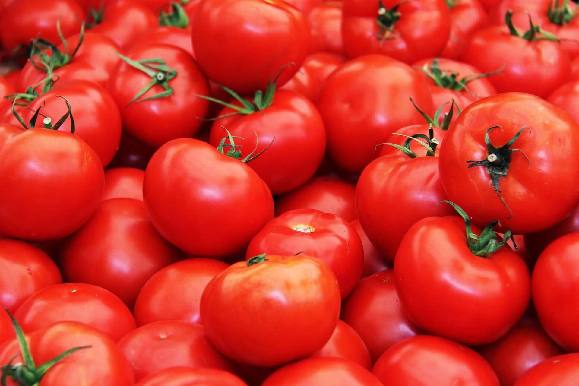 Помидор самара фото Download A juicy and ripe tomato grown in a home garden. Wallpapers.com