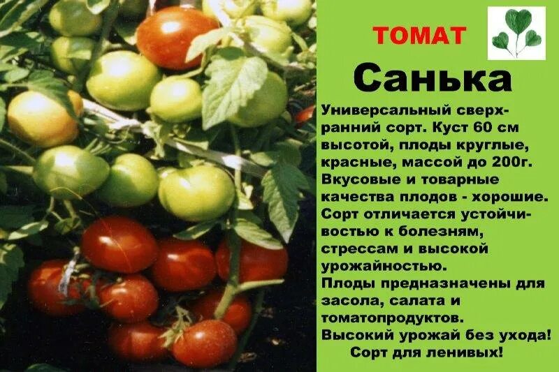 Помидор санька описание и фото отзывы Томат санька картинки