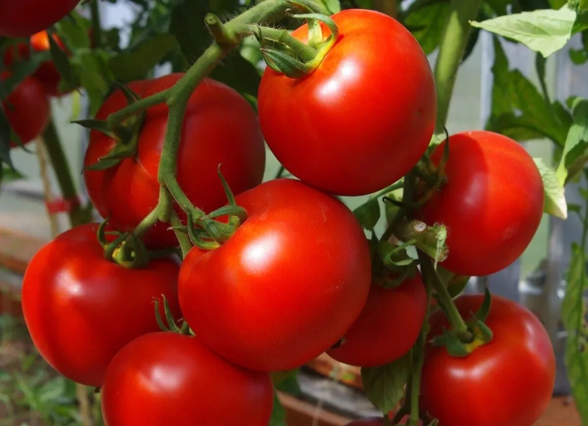 Помидор софа описание сорта фото Томат Софа: описание и характеристика, ОТЗЫВЫ (4), фото tomatland.ru