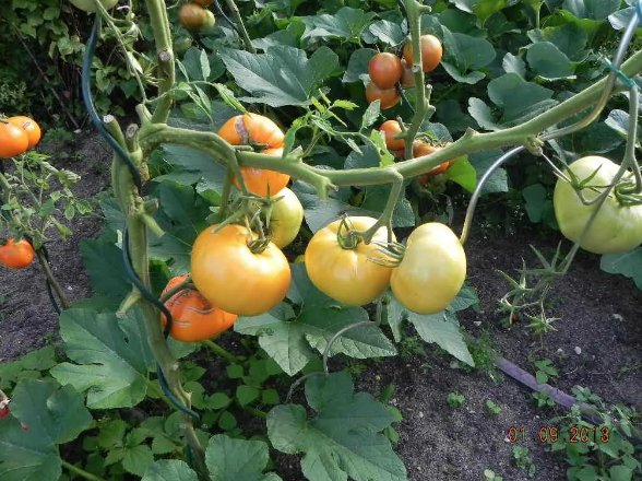 Помидор соседская зависть фото Урожайные, сладкие с насыщенным вкусом сорта томатов. От таких помидор просто не