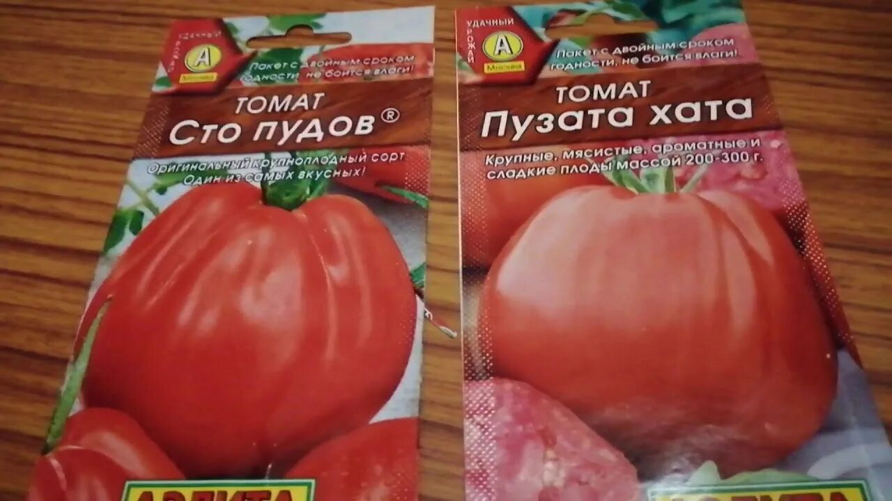 Помидор сто пудов фото и описание Пузата хата и сто пудов томат всех времен и народов. - YouTube