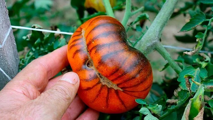 Помидор тигр фото Сладкие крупноплодные томаты: лучшие сорта Tomato garden, Tomato cages, Tomato