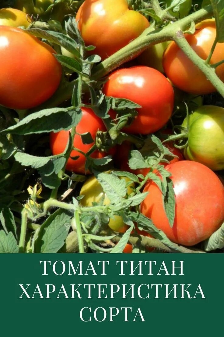 Помидор титан фото Томат Титан: характеристика и описание сорта Tomato, Vegetables