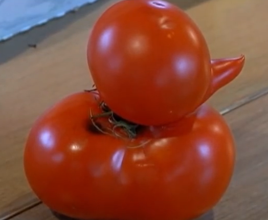 Помидор утенок фото This Duck-Shaped Tomato Is the Cutest Piece of Fruit You've Ever Seen Tomato, Fo