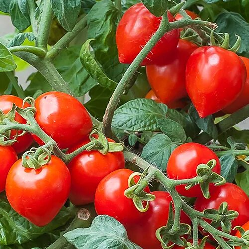 Помидор валентина описание фото Breeders Seeds Ltd - Vegetables & Fruit - Tomatoes - Bush - Sweet Valentines F1