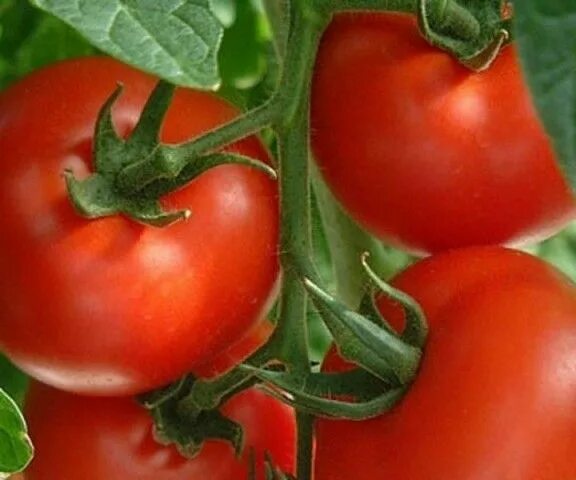 Помидор волгоградский отзывы фото Manitoba Extra early, cold tolerant tomato, good in containers 6oz red fruits, g