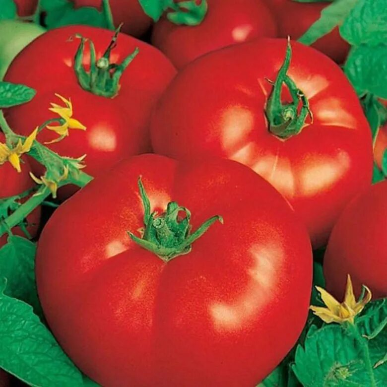 Помидор волгоградский скороспелый фото Томат "Волгоградский скороспелый 323" Кассета 6 яч./270мл - купить в Москве в ин