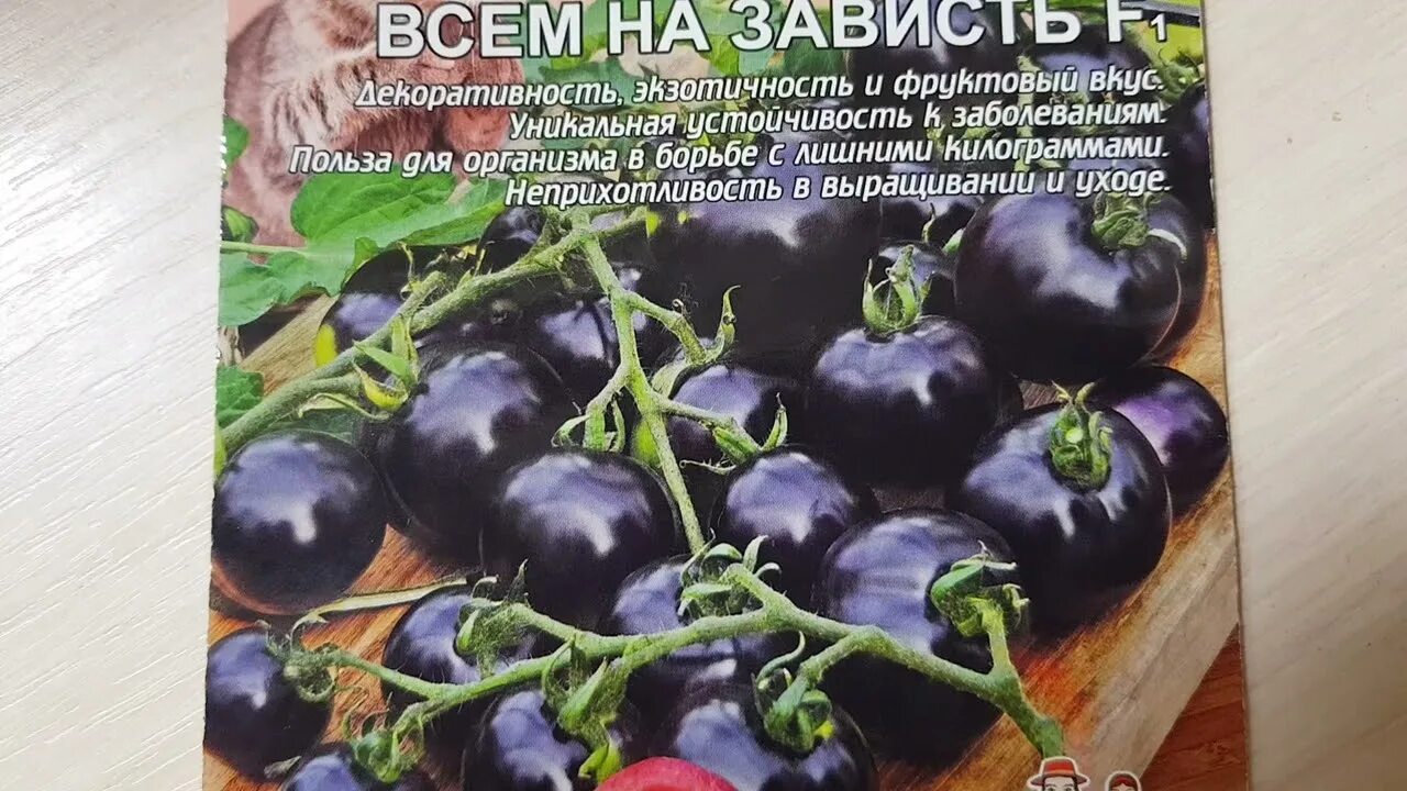 Помидор всем на зависть фото Помидоры. Шоколандия. #6#. Сорта для любителей экзотики. - YouTube