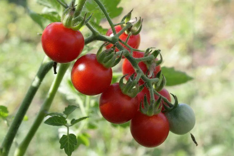 Помидор яблочный фото In my opinion, survival gardening hacks isn’t complete without tomato plants! Th