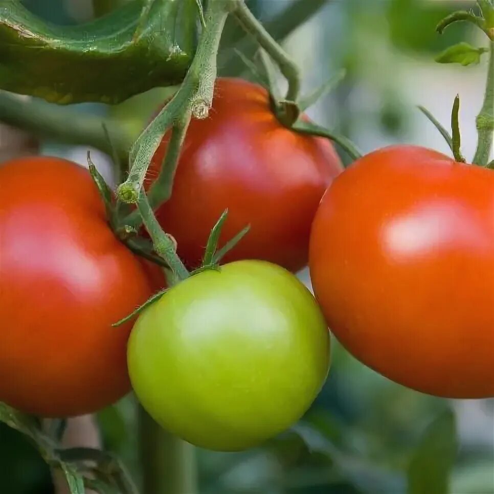 Помидор ямал фото Faire mûrir les tomates - Ooreka Planter tomates, Tomates, Maladie tomate