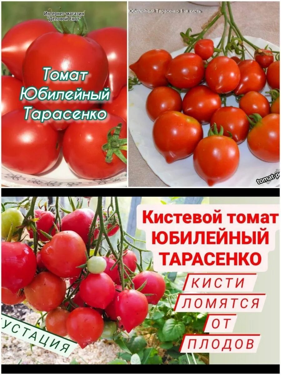 Помидор юбилейный тарасенко фото отзывы Томат юбилейный тарасенко описание отзывы фото: найдено 74 картинок