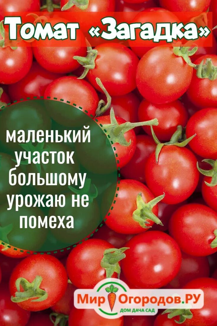 Помидор загадка фото Помидоры загадка описание сорта фото отзывы: найдено 88 изображений