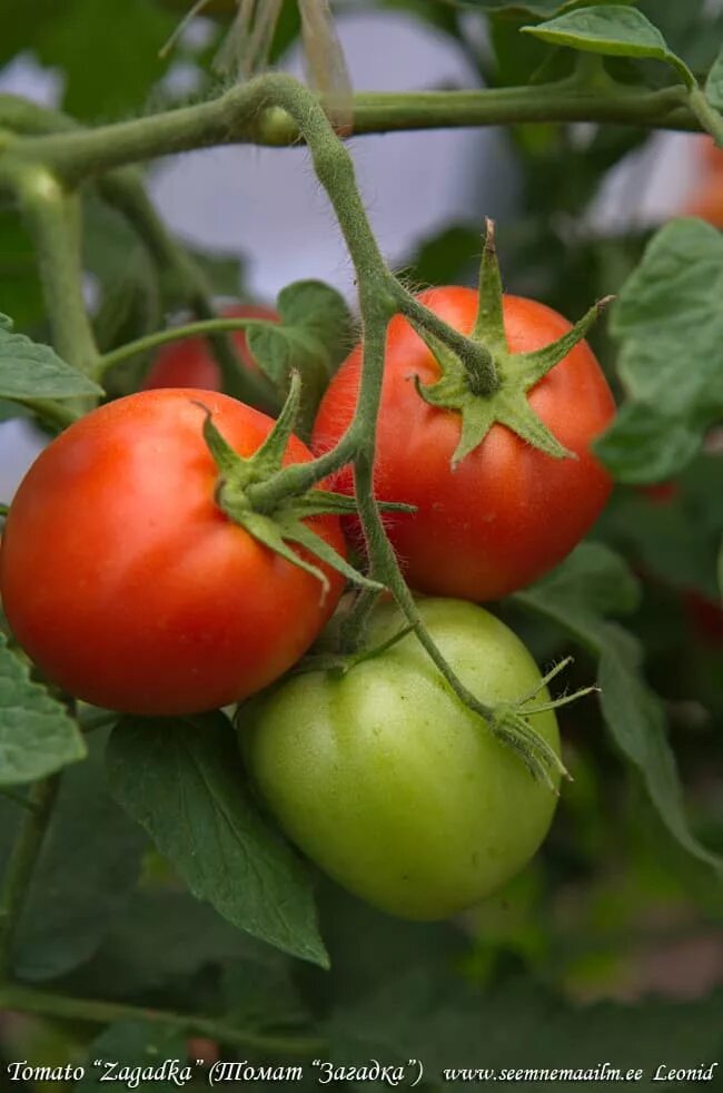 Помидор загадка фото Tomato Zagadka : seeds : buy