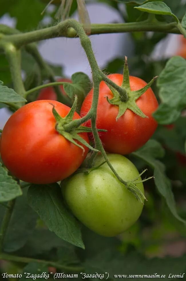 Помидор загадка описание сорта фото Tomato Zagadka : seeds : buy