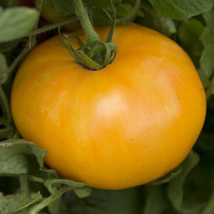 Помидор желтые сорта фото отзывы Amana's Orange Tomato Heirloom tomato plants, Heirloom seeds, Tomato seeds