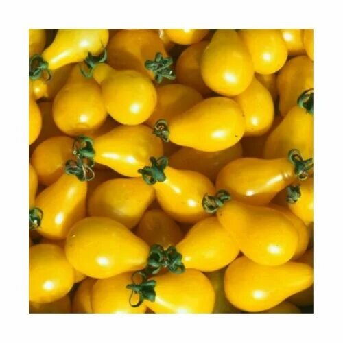 Помидор желтые сорта фото отзывы 50 Graines de Tomate Cerise Poire Jaune Méthode BIO seeds plantes légumes ancien