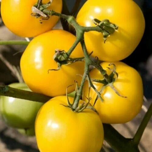 Помидор желтые сорта фото отзывы Taxi Tomato - Beautiful Yellow and superb TASTE! Organic Heirloom. 10+ seeds eBa