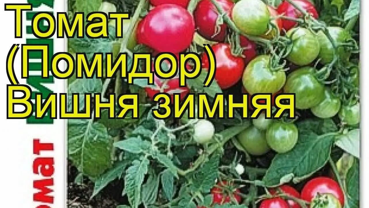 Помидор зимняя вишня фото Томат Зимняя вишня. Краткий обзор, описание характеристик solanum lycopersicum Z