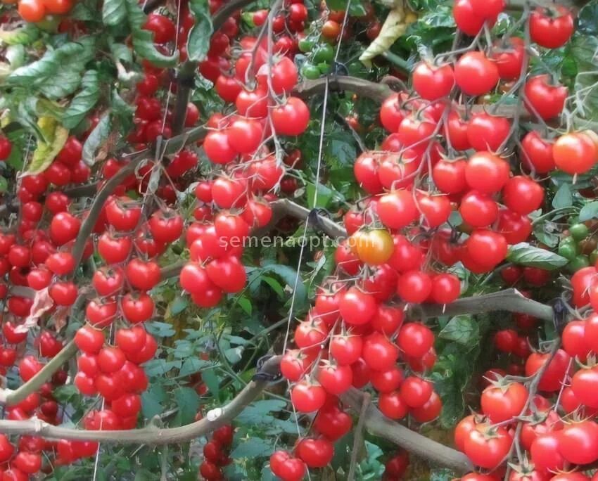 Помидор зимняя вишня описание фото отзывы Tomatoes Winter Cherry F1 Detailed description, photo , growing, buy