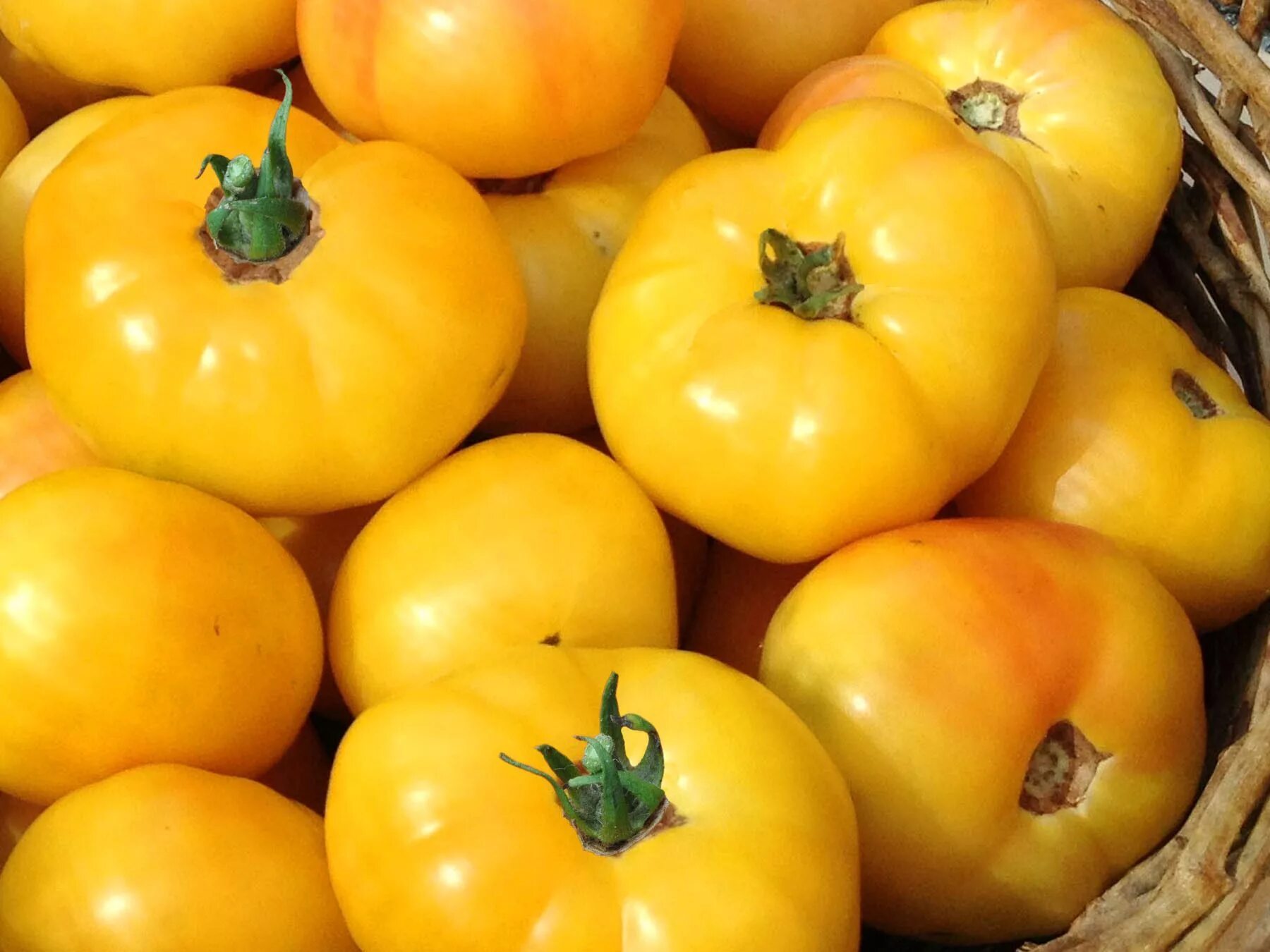 Помидор золотая фото Livingston's Golden Queen Tomato Growing tomatoes in containers, Pruning tomato 