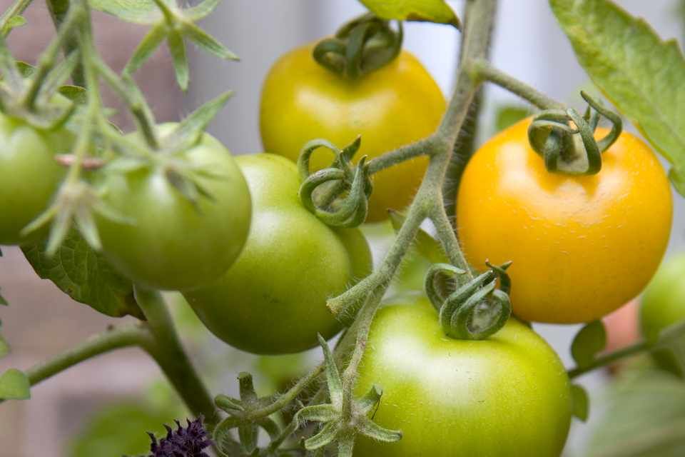 Помидор золотая фото Sweetest tomatoes to grow Tomato, Growing veggies, Growing tomatoes