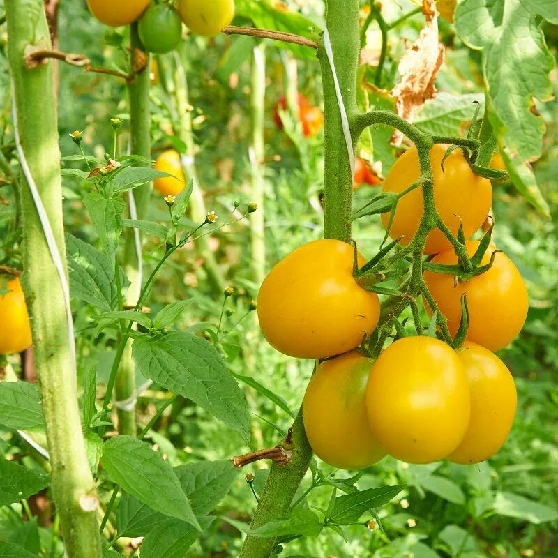 Помидор золотая фото Golden Jubilee Heirloom Tomato - Meatiest And Juiciest Tomato Beefsteak tomato, 