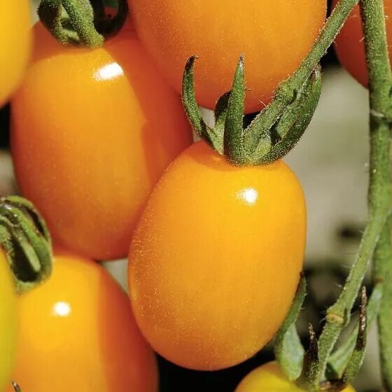 Помидор золотая фото Golden Sweet - (F1) Tomato Seed Johnny's Selected Seeds Grape tomatoes, Tomato s