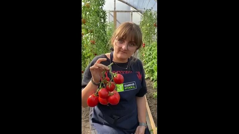 Помидора йетина мать фото Details about Tomato Yetina Mother Моя дача Дачная жизнь ВКонтакте