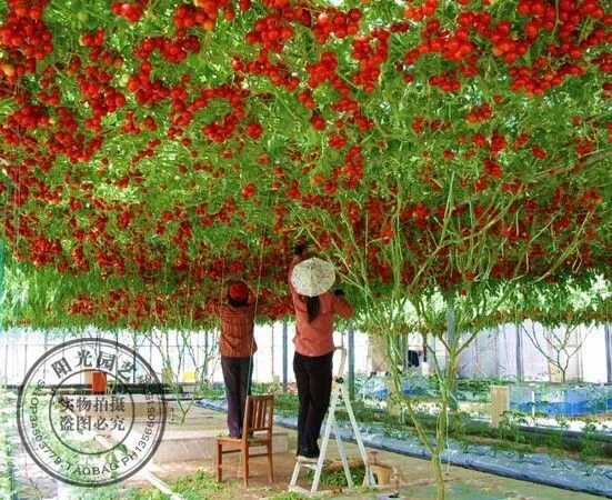 Помидорное дерево фото Free Shipping 30 pieces Tomato Tree Seeds High Yield Dedicated Fruit Plant High 