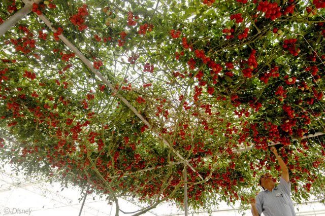 Помидорное дерево фото It’s tomato season! My tomato plants are bursting with fruit right now and I cou