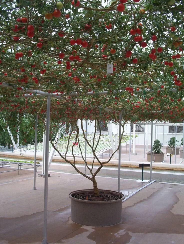 Помидорное дерево фото Disney's Record-Breaking Tomato Tree Is a Sight to Behold Tomato tree, Urban gar