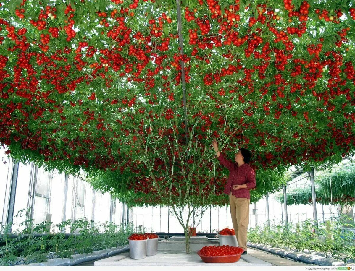 Помидорное дерево фото Купить Seeds Tomato Tree Vegatable High Yield Bush NON GMO Organic (Остальное) з